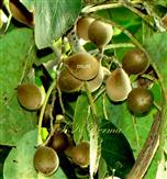  Branch with Drupes